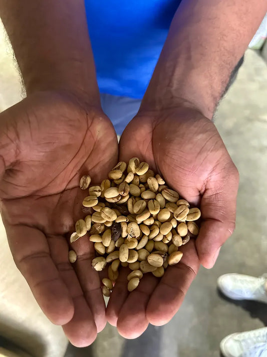 An Introduction to Dominican Coffee